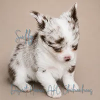 Sully - AKC Flashy, a male Chihuahua for sale in Goodyear, AZ – 5 of 8