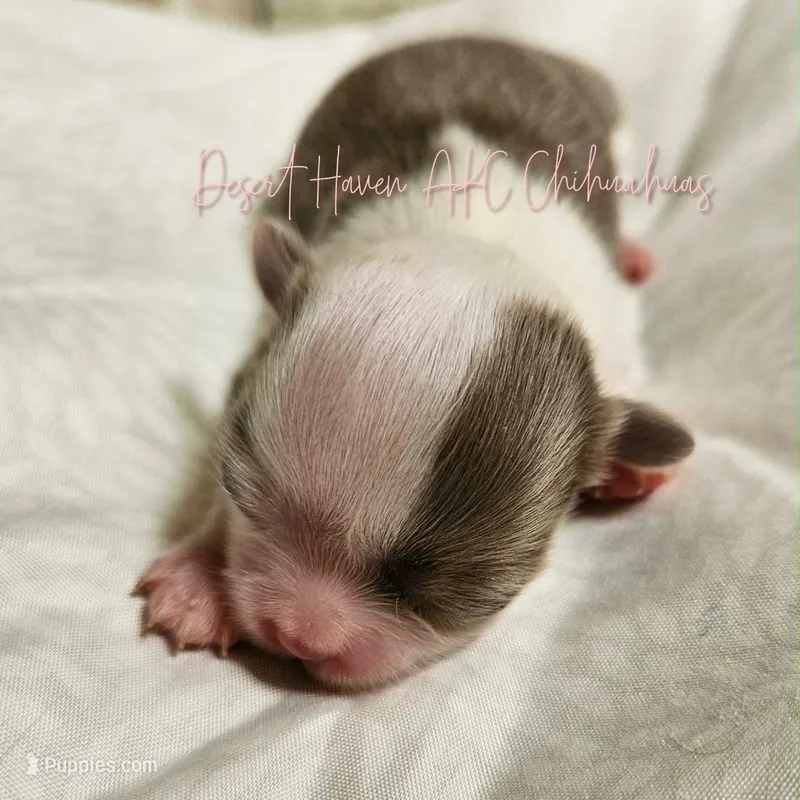 TINY Dove -  CH Sired AKC Lilac – Chihuahua puppy for sale in Goodyear, AZ