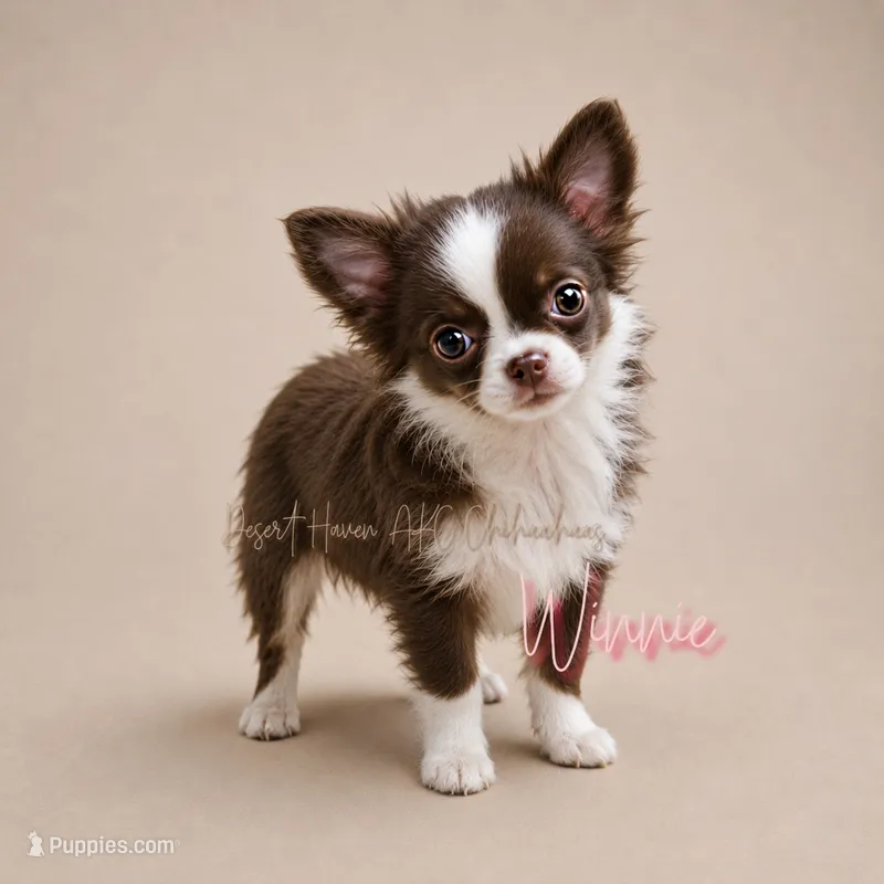 Winnie - AKC under 3# – Chihuahua puppy for sale in Goodyear, AZ