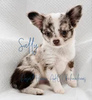 Sully -  Full AKC, a male Chihuahua for sale in Goodyear, AZ – 1 of 8