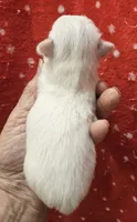 White Cream Long Coat male , a male Chihuahua for sale in Goodyear, AZ – 4 of 5