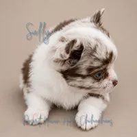 Sully - AKC Flashy, a male Chihuahua for sale in Goodyear, AZ – 3 of 8