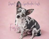 Sully - AKC Flashy, a male Chihuahua for sale in Goodyear, AZ – 7 of 7