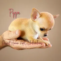 Tiny AKC Pippa - 3.5# Babygirl, a female Chihuahua for sale in Goodyear, AZ – 4 of 10