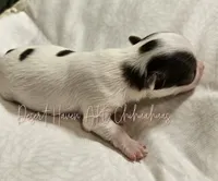 Godiva - CH Sired AKC LC , a female Chihuahua for sale in Goodyear, AZ – 5 of 6