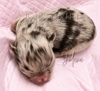 Jolene - AKC LC Girl, a female Chihuahua for sale in Goodyear, AZ – 5 of 5