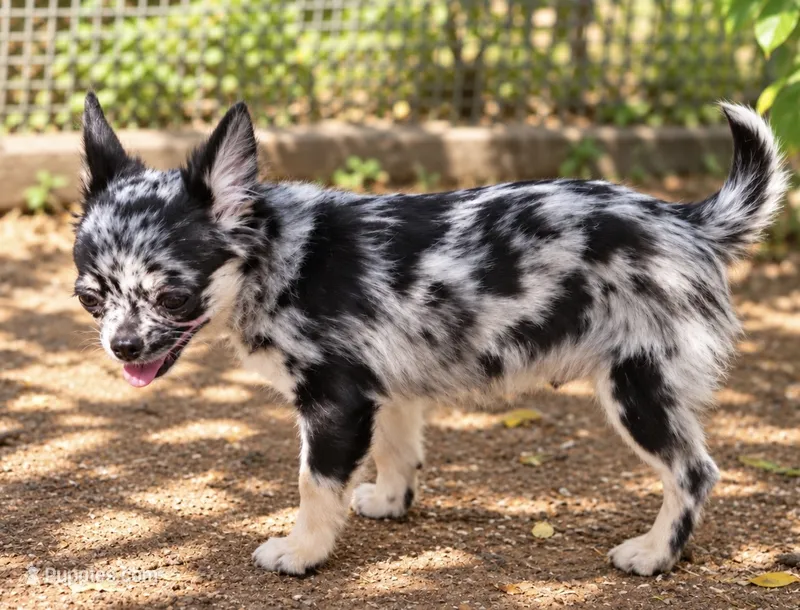 Nitro - AKC Merle – Chihuahua puppy for sale in Goodyear, AZ