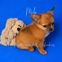 Milo - AKC , a male Chihuahua for sale in Goodyear, AZ – 3 of 4