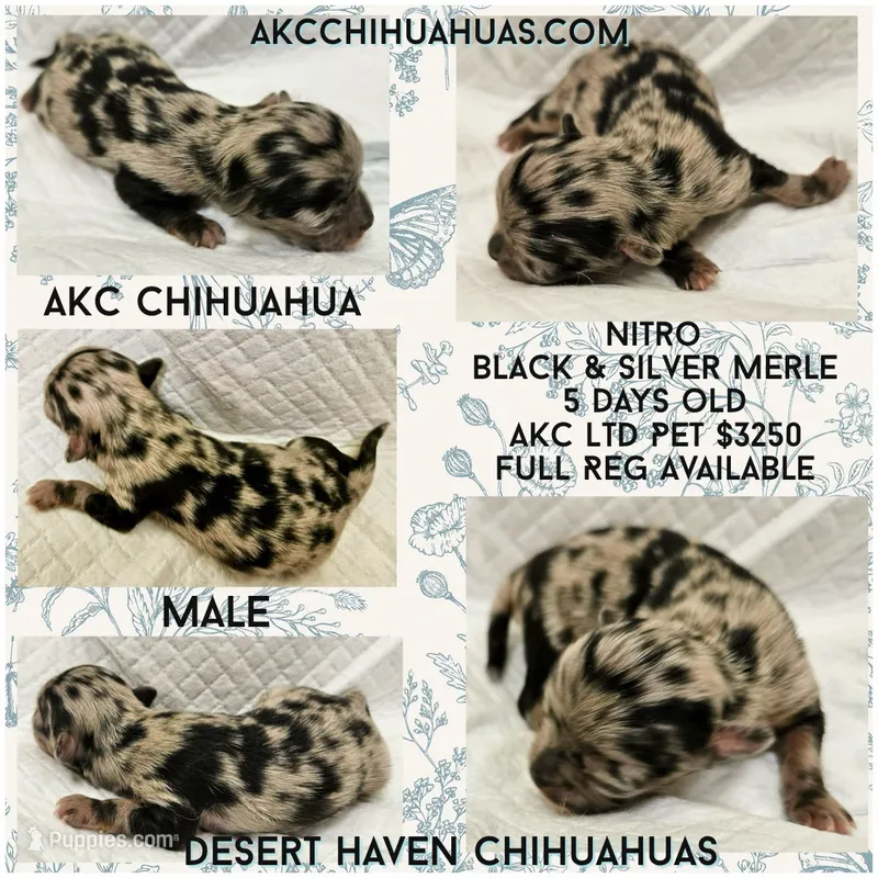 Nitro - AKC Merle – Chihuahua puppy for sale in Goodyear, AZ
