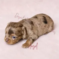 Hazel - FULL AKC Lilac, a male Chihuahua for sale in Goodyear, AZ – 1 of 6