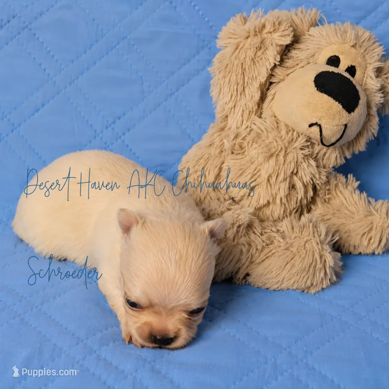 Schroeder - AKC CH Sired – Chihuahua puppy for sale in Goodyear, AZ