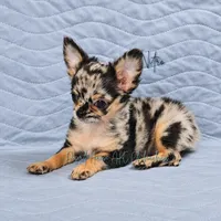 Nitro - AKC Merle, a male Chihuahua for sale in Goodyear, AZ – 3 of 7