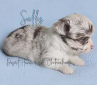 Sully - AKC Flashy, a male Chihuahua for sale in Goodyear, AZ – 2 of 7