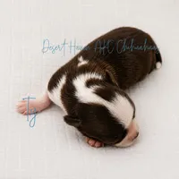 Ty - AKC CH Sired - 4#, a male Chihuahua for sale in Goodyear, AZ – 2 of 5
