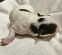 Godiva - CH Sired AKC LC , a female Chihuahua for sale in Goodyear, AZ – 6 of 6