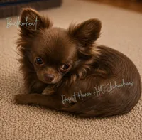 Buckwheat - AKC Choc LC, a male Chihuahua for sale in Goodyear, AZ – 2 of 4