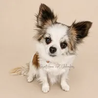 Creed - CH Sired AKC 4#, a male Chihuahua for sale in Goodyear, AZ – 6 of 6