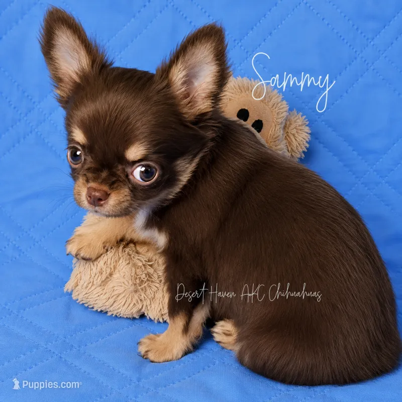 CH Sired Sammy • AKC • Embarked! – Chihuahua puppy for sale in Goodyear, AZ