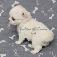 CH Sired Creed • FULL AKC 4# LC, a male Chihuahua for sale in Goodyear, AZ – 4 of 10