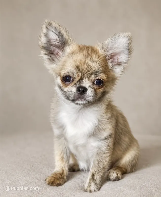 Tigger GCH Sired TINY – Chihuahua puppy for sale in Goodyear, AZ