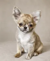 Tigger GCH Sired TINY, a male Chihuahua for sale in Goodyear, AZ – 1 of 3