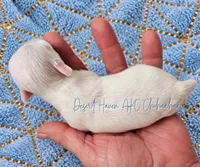 Cotton • Tiny • White • AKC, a male Chihuahua for sale in Goodyear, AZ – 3 of 5