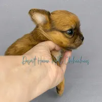 Milo - AKC , a male Chihuahua for sale in Goodyear, AZ – 3 of 6