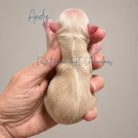 Andy - AKC *hidden merle, a male Chihuahua for sale in Goodyear, AZ – 5 of 8