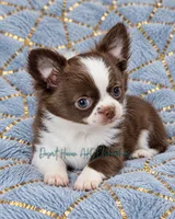 Ty - AKC CH Sired , a male Chihuahua for sale in Goodyear, AZ – 2 of 10