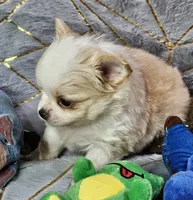 Red Cream LC ♂️, a male Chihuahua for sale in Goodyear, AZ – Photo 2 of 6