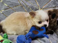 Red Cream LC ♂️, a male Chihuahua for sale in Goodyear, AZ – Photo 5 of 6