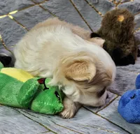 Red Cream LC ♂️, a male Chihuahua for sale in Goodyear, AZ – Photo 6 of 6