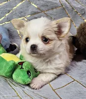 Red Cream LC ♂️, a male Chihuahua for sale in Goodyear, AZ – Photo 4 of 6