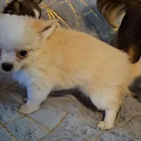 Red Cream LC ♂️, a male Chihuahua for sale in Goodyear, AZ – Photo 4 of 4