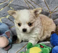 Red Cream LC ♂️, a male Chihuahua for sale in Goodyear, AZ – Photo 1 of 6