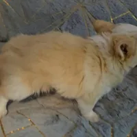 Red Cream LC ♂️, a male Chihuahua for sale in Goodyear, AZ – Photo 3 of 4