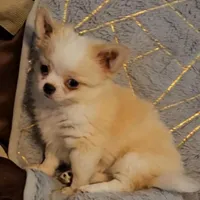 Red Cream LC ♂️, a male Chihuahua for sale in Goodyear, AZ – Photo 1 of 4