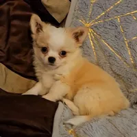 Red Cream LC ♂️, a male Chihuahua for sale in Goodyear, AZ – Photo 2 of 4