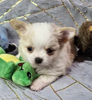 Red Cream LC ♂️, a male Chihuahua for sale in Goodyear, AZ – Photo 3 of 6