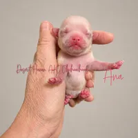 Ana - AKC - , a female Chihuahua for sale in Goodyear, AZ – 6 of 9