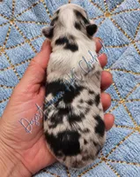 Marble • AKC Pet • Flashy Merle, a male Chihuahua for sale in Goodyear, AZ – 3 of 5