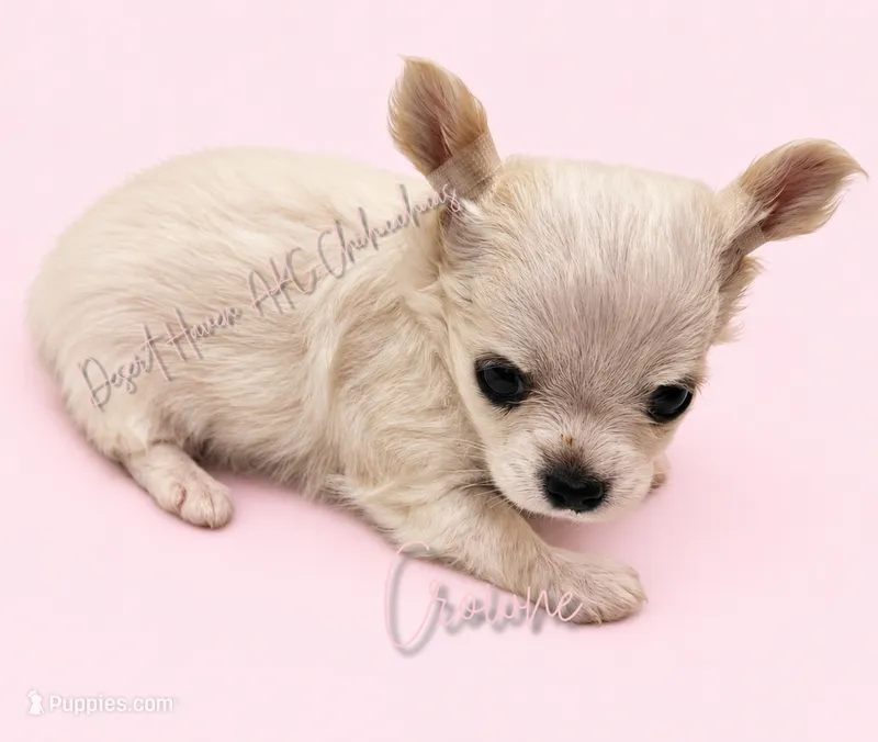 Crowne - AKC CH Sire & Dam – Chihuahua puppy for sale in Goodyear, AZ