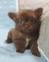 Chocolate Long Coat male , a male Chihuahua for sale in Goodyear, AZ – Photo 7 of 8