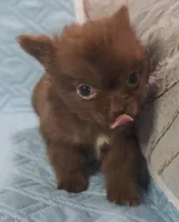 Chocolate Long Coat male , a male Chihuahua for sale in Goodyear, AZ – Photo 8 of 8