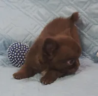 Chocolate Long Coat male , a male Chihuahua for sale in Goodyear, AZ – Photo 4 of 8