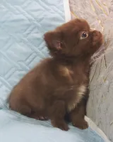 Chocolate Long Coat male , a male Chihuahua for sale in Goodyear, AZ – Photo 6 of 8