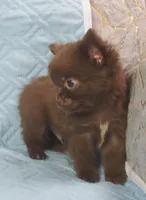 Chocolate Long Coat male , a male Chihuahua for sale in Goodyear, AZ – Photo 2 of 8