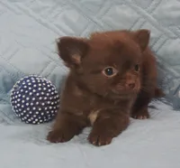 Chocolate Long Coat male , a male Chihuahua for sale in Goodyear, AZ – Photo 5 of 8