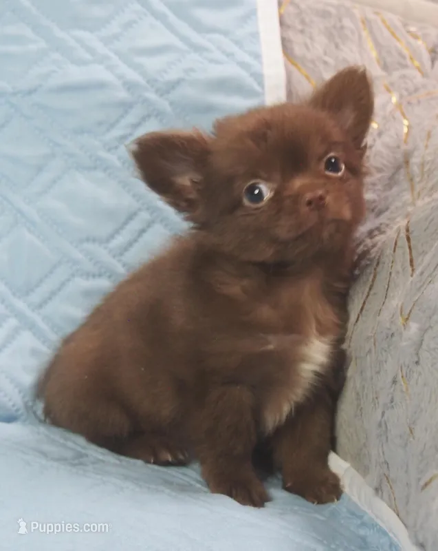 Chocolate Long Coat male  – Chihuahua puppy for sale in Goodyear, AZ