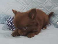 Chocolate Long Coat male , a male Chihuahua for sale in Goodyear, AZ – Photo 3 of 8